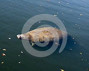 Manatees Stock Photos.   Manatees head close-up profile view.  Manatee enjoying the warm outflow of water from Florida river.