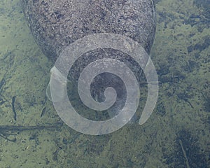 Manatees Stock Photos.   Manatees head close-up profile view.  Manatee enjoying the warm outflow of water from Florida river.