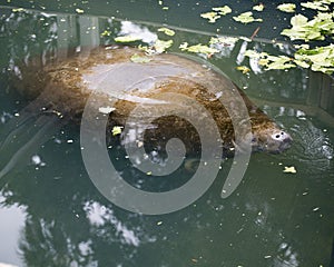 Manatees Stock Photos.   Manatees head close-up profile view.  Manatee enjoying the warm outflow of water from Florida river.