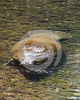 Manatees Stock Photos.   Manatees head close-up profile view.  Manatee enjoying the warm outflow of water from Florida river.