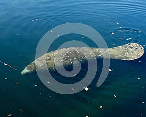 Manatees Stock Photos.   Manatees head close-up profile view.  Manatee enjoying the warm outflow of water from Florida river.