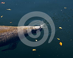 Manatees Stock Photos.   Manatees head close-up profile view.  Manatee enjoying the warm outflow of water from Florida river.