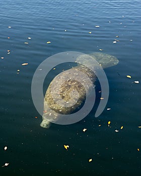 Manatees Stock Photos.   Manatees head close-up profile view.  Manatee enjoying the warm outflow of water from Florida river.