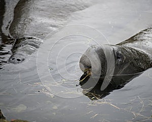 Manatees Stock Photos.   Manatees head close-up profile view.  Manatee picture. Manatee image. Manatee portrait