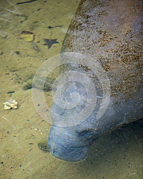 Manatees Stock Photos.   Manatees profile view