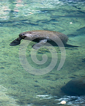 Manatees Stock Photos.   Manatees profile view