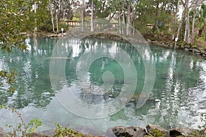 Manatees swimming through a channel from Three Sisters Spring, Florida