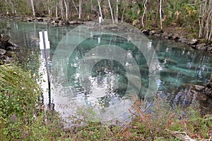 Manatees swimming through a channel from Three Sisters Spring, Florida