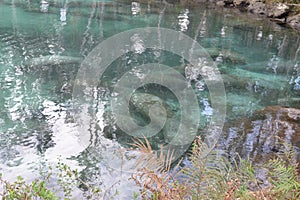 Manatees swimming through a channel from Three Sisters Spring, Florida