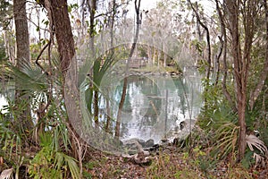 Manatees swimming through a channel from Three Sisters Spring, Florida