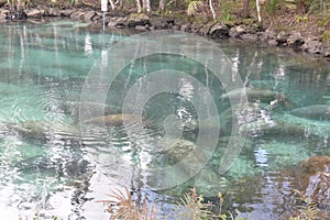 Manatees swimming through a channel from Three Sisters Spring, Florida