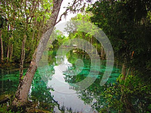Manatees in cold water springs photo