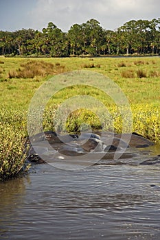 Manatees on the Tomoka