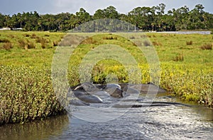 Manatees on the Tomoka