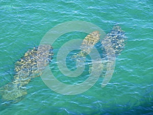 Manatees Trichechus - family swimming in a Florida lagoon