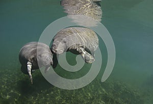 Manatees (Sirenia) photo