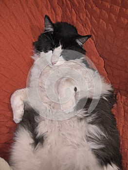 Mancha Aurelio & x28;a black and white cat& x29;, sleeping on a red sofa