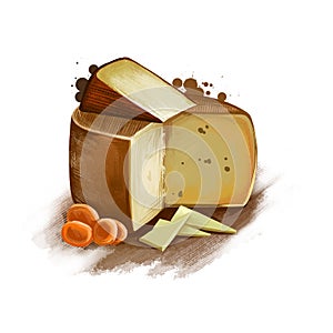 Manchego cheese with dried fruits digital art illustration isolated on white background. Fresh dairy product, healthy organic food
