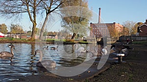 Manchester Ashton Canal England UK