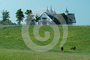 Horse bluegrass grazing at Manchester Farm in Lexington Kentucky photo