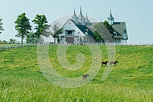 Horse bluegrass grazing at Manchester Farm in Lexington Kentucky photo