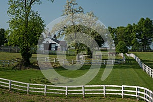 Horse bluegrass grazing at Manchester Farm in Lexington Kentucky