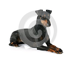 Manchester terrier