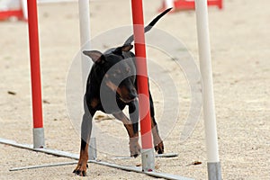 Manchester Terrier in agility