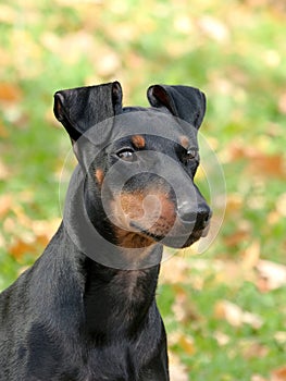 Manchester Terrier in the autumn garden