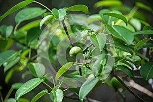 Manchineel