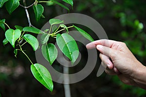 Manchineel photo