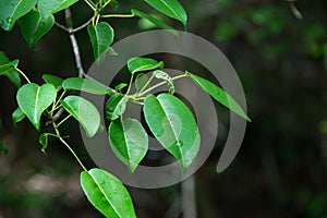 Manchineel photo