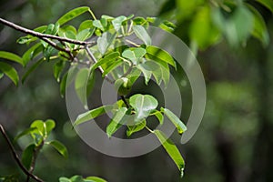 Manchineel photo