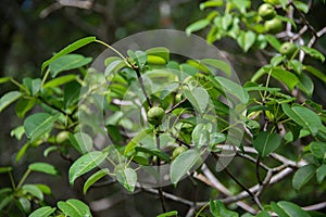 Manchineel photo