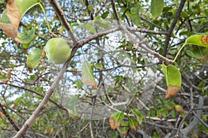 Manchineel fruit on tree photo