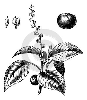 Manchineel tree or Hippomane mancinella vintage engraving photo