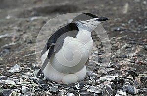 MANCHOT A JUGULAIRE pygoscelis antarctica