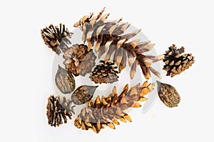 Manchu nuts , pine and fir cones closeup