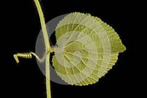 Manchu Tubergourd (Thladiantha dubia). Leaf Closeup