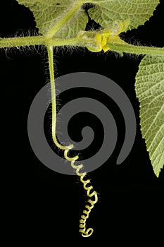 Manchu Tubergourd (Thladiantha dubia). Tendril Closeup