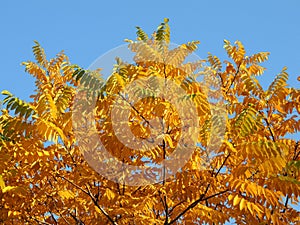 Manchu walnut Juglans mandshurica foliage