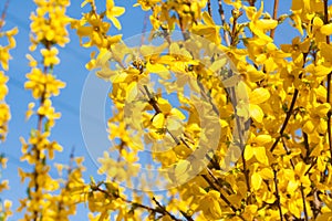 Manchurian aralia yellow flowers