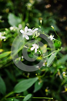 Manchurian Clematis flowers