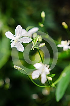 Manchurian Clematis flowers