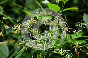 Manchurian Clematis fruits