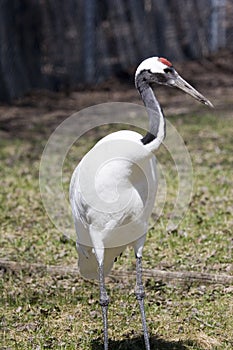 Manchurian Crane