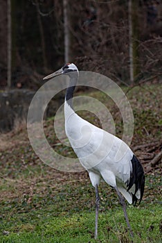 Red-crowned crane Grus japonensis, also known as the Japanese crane or Manchurian crane photo