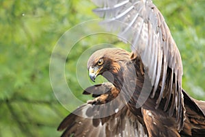 Manchurian golden eagle photo