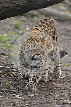 Manchurian leopard