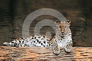 Manchurian leopard